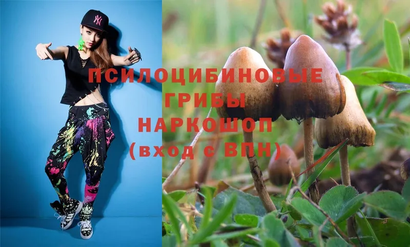 что такое наркотик  Баксан  Псилоцибиновые грибы Cubensis 